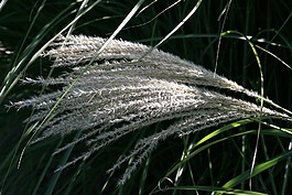 花,小麥,目睹