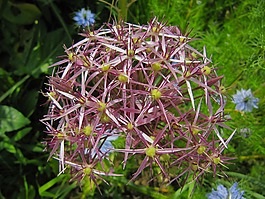 花,植物區(qū)系,植物