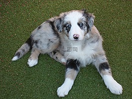 狗,牧羊犬,小狗