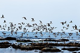 鳥,自然,海灘