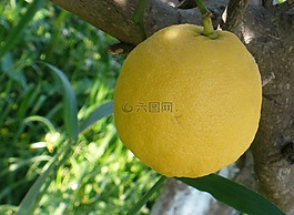 檸檬,樹,自然