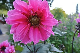 花,性質(zhì),紫