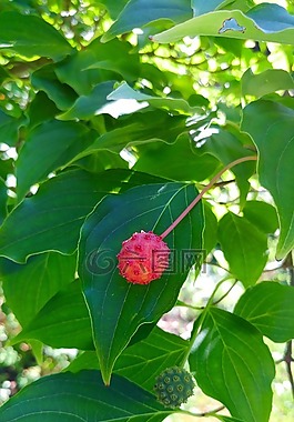 kousa山茱萸,山茱萸樹,漿果