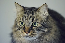 貓咪,動物,動物醫(yī)院