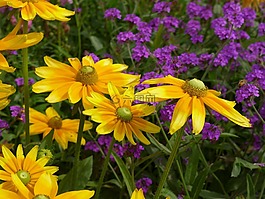 鮮花,黃色,花園