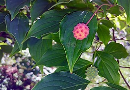 kousa山茱萸,山茱萸樹,漿果