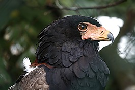 鳥(niǎo),猛禽,鷙鳥(niǎo)