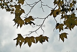楓,樹,葉子