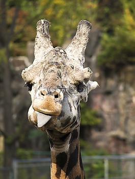 長(zhǎng)頸鹿,動(dòng)物,動(dòng)物園