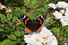 蝴蝶,性質(zhì),bug