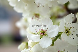 蘋果花,白,花