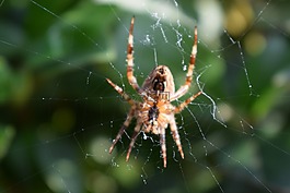 花園蜘蛛,web,花園