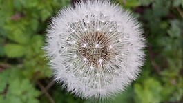 吹,蒲公英,希望