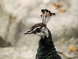 孔雀,新增功能,動(dòng)物園