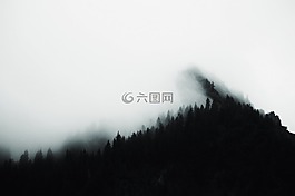 樹,伍茲,森林