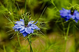 花,植物區(qū)系,藍(lán)色