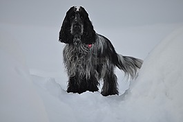 狗,小獵犬,冬季