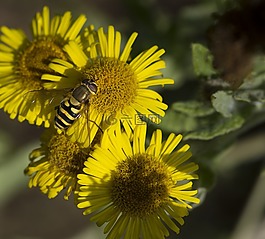 花,昆蟲,hoverfly