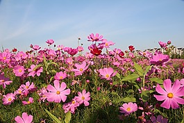 風景,花,春天