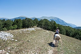 馬,山,母馬