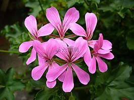 天竺葵,pelargoniums,粉紅色