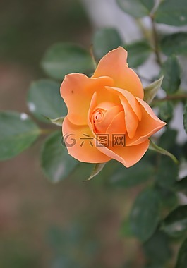 薔薇,植物,花