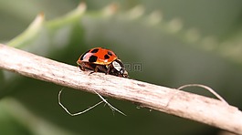 昆蟲,性質(zhì),甲殼蟲