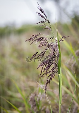 蘆葦,里德,草