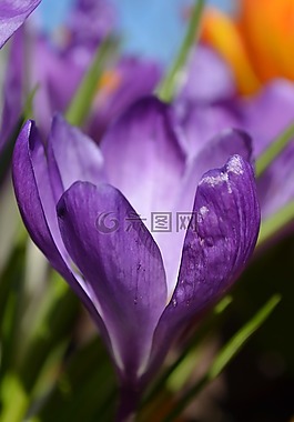 藏紅花,花,春天的花