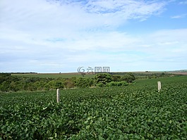 人工林,大豆,作物