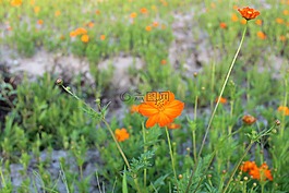 風景,花,春天