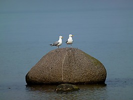 海鷗,海事,石