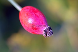野玫瑰,水果,紅色