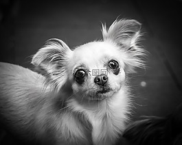 奇瓦瓦州,狗,chiwawa