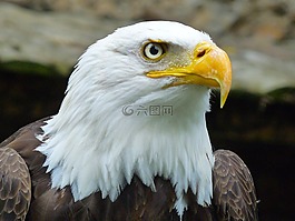 鳥,鳥嘴,羽毛