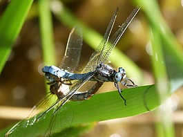 蜻蜓,蓝蜻蜓,夫妇