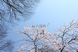 櫻桃,藍(lán)色的天空,美麗