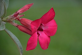 花,紅,粉紅色
