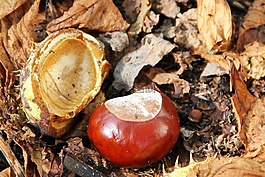 板栗,七葉樹,秋季
