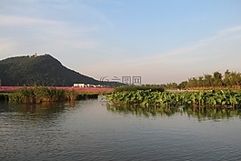 風景,花,春天