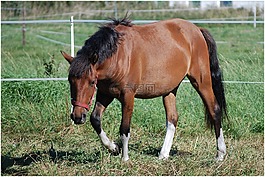 這匹馬,馬,動物