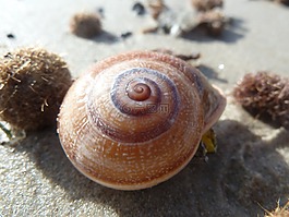 海,蝸牛,沙