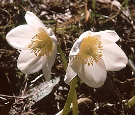 花,開花,白