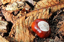 板栗,七葉樹,秋季