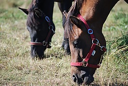 這匹馬,馬,動物