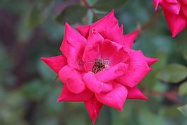 花,自然,植物區(qū)系