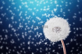 蒲公英,種子,花