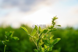 三葉草,克洛夫,晚間
