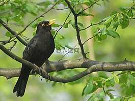 黑鳥,男性,物種