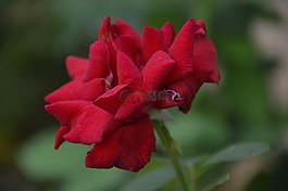 羅斯,紅,花